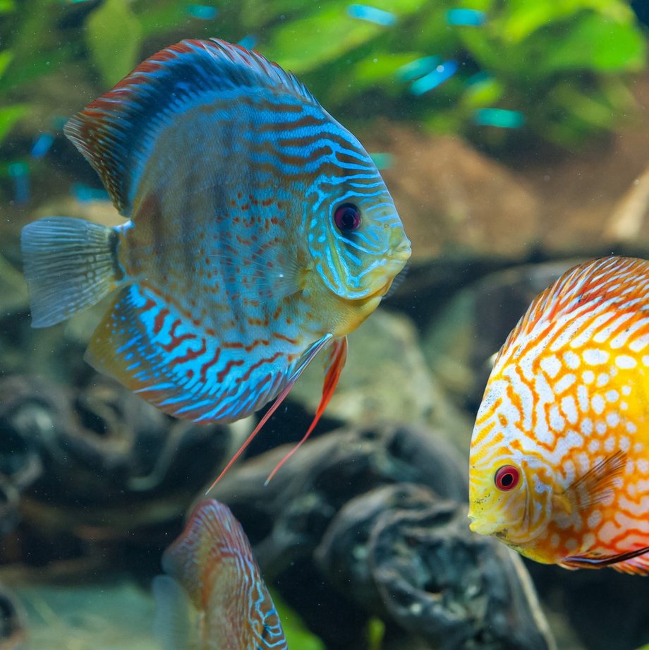 Blauer und gelber Diskusfisch