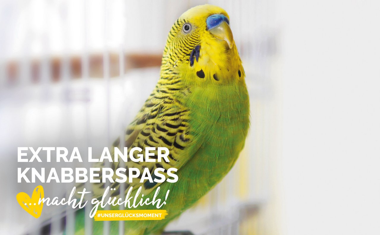 Bunter Vogel