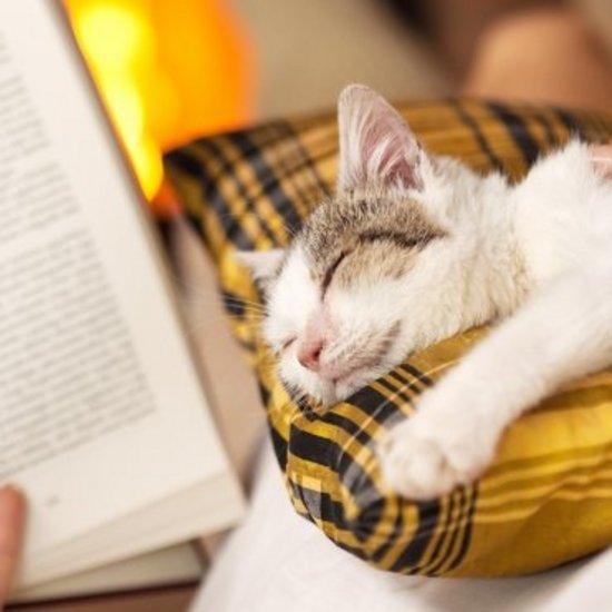 Buch in den Händen, daneben wird eine Katze auf dem Kissen liegend gestreichelt